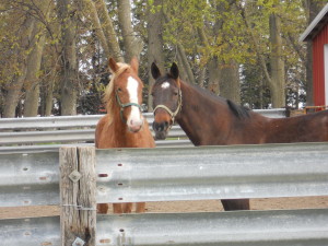 Horses in Iowa