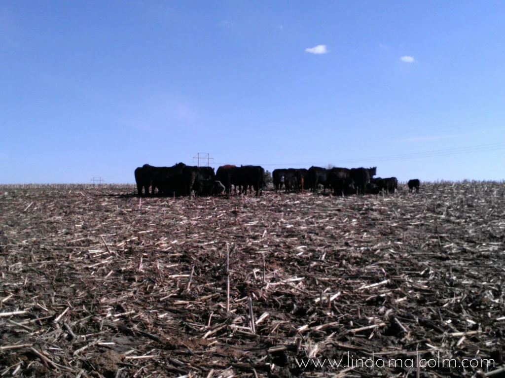 Iowa-cows-on-horizon-wm-1024x767.jpg