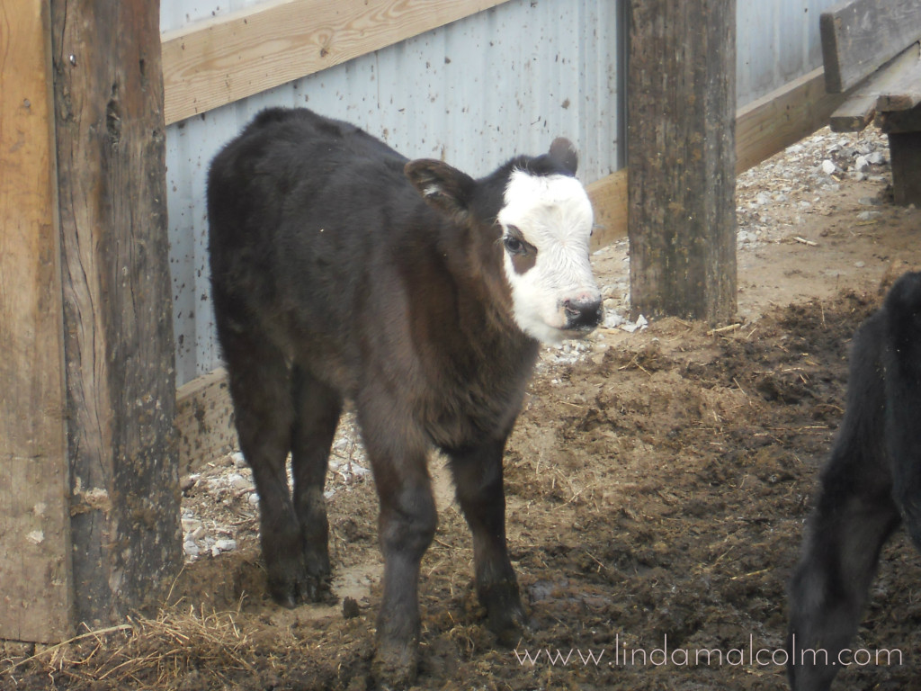 Iowa-White-faced-Herford-wm-1024x768.jpg