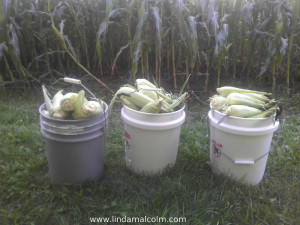 1 5 gal buckets of corn