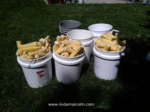 14 buckets of cobs