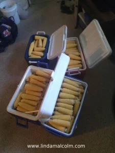 4 coolers of corn