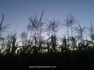 Corn's On!