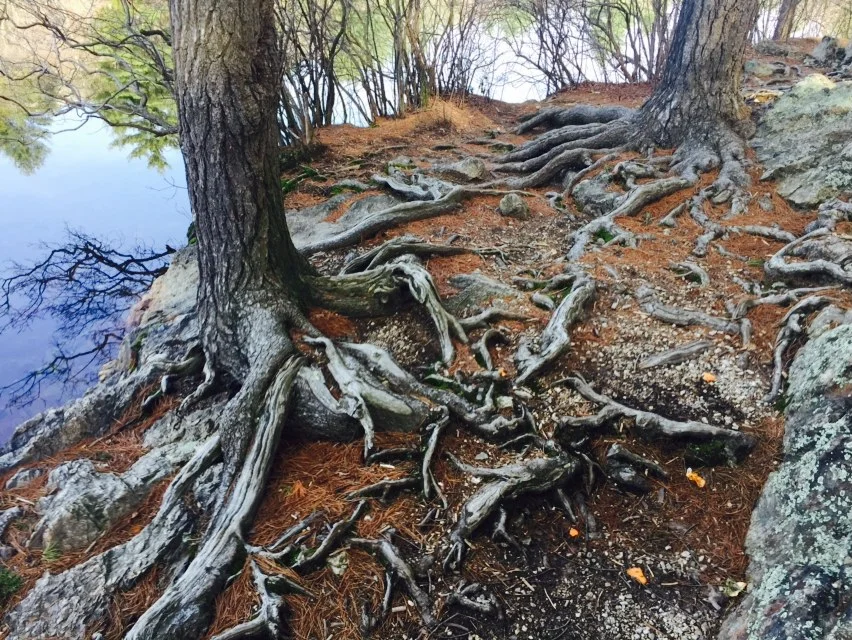root path at Breakheart.jpg