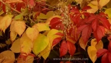 A 5k Fall Meander