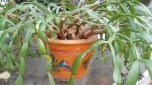 How to Get a Christmas Cactus to Bloom