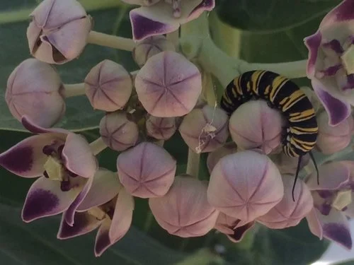 Still Enough for a Butterfly to Land