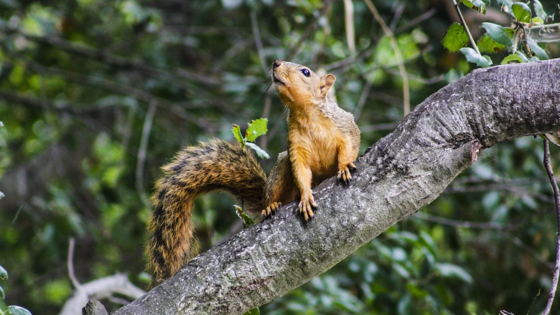 Squirrel Numbers