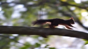 Squirrels in the Loft