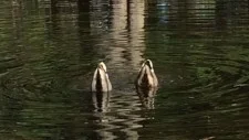 Duck Butts