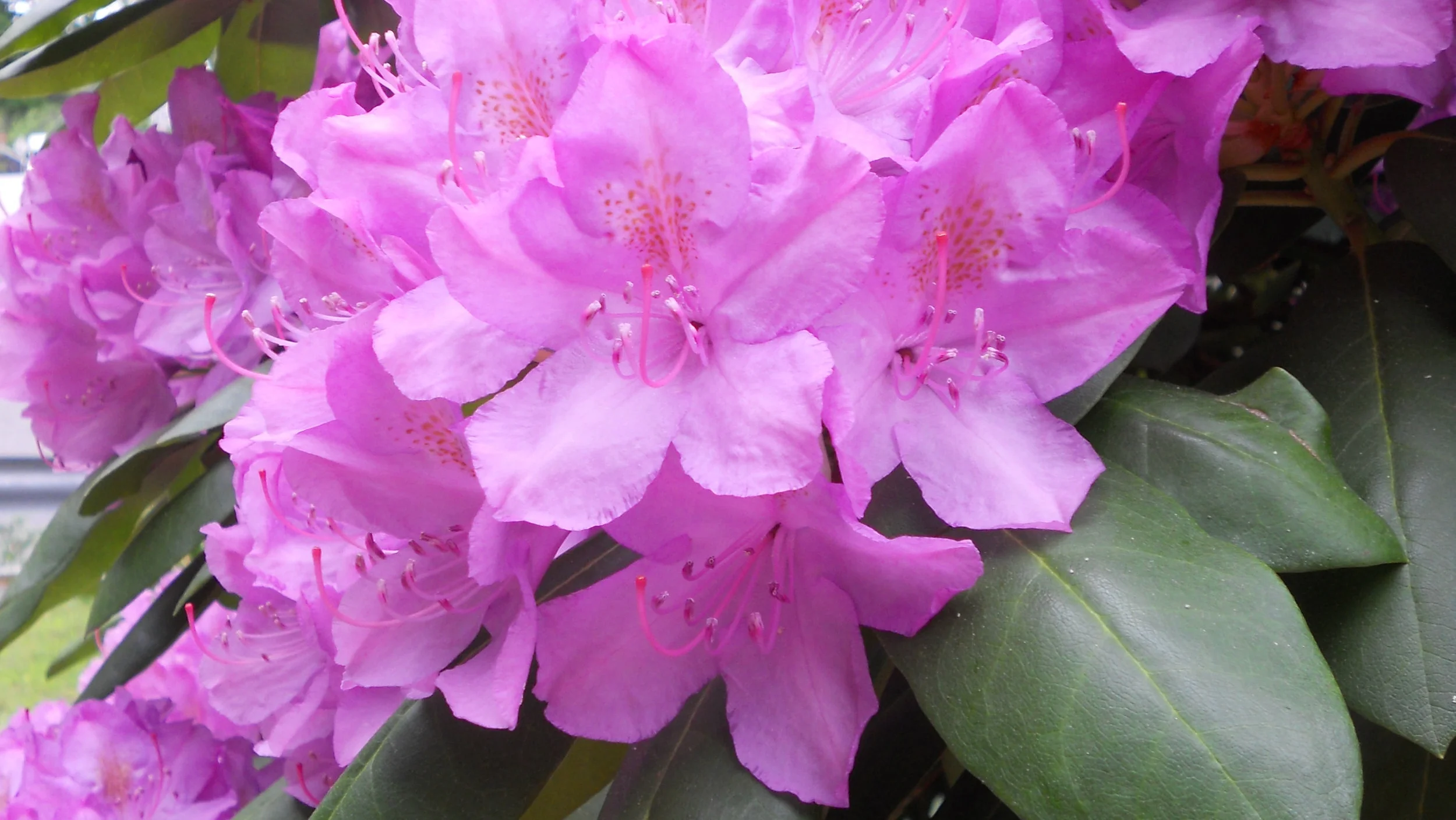 Rhododendron Droop
