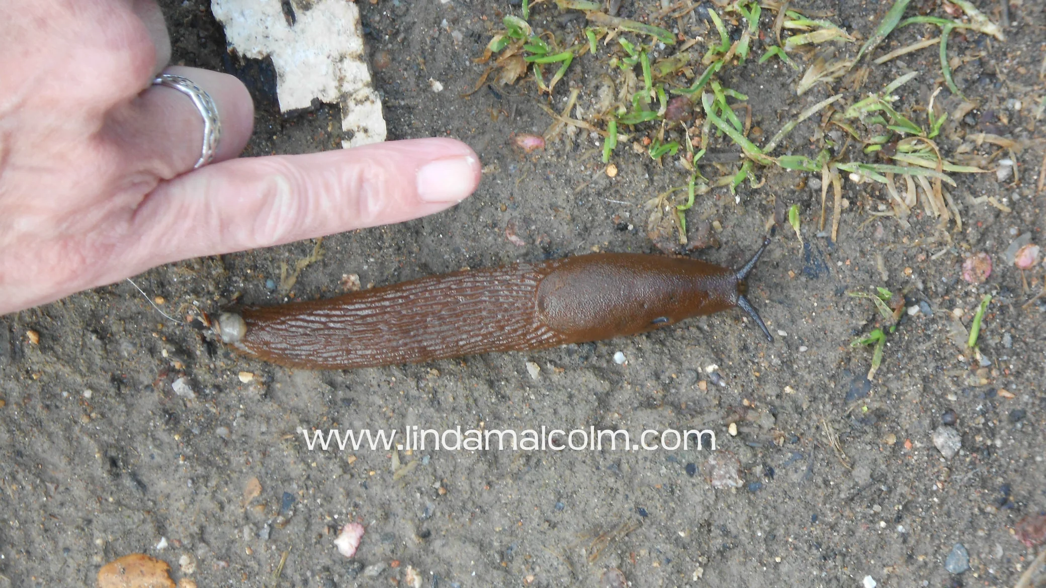 An English Slug