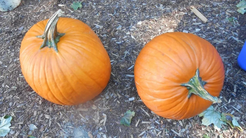 The First Signs of Fall