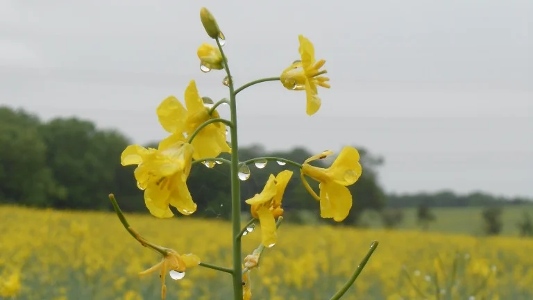 An English Field of Flowers