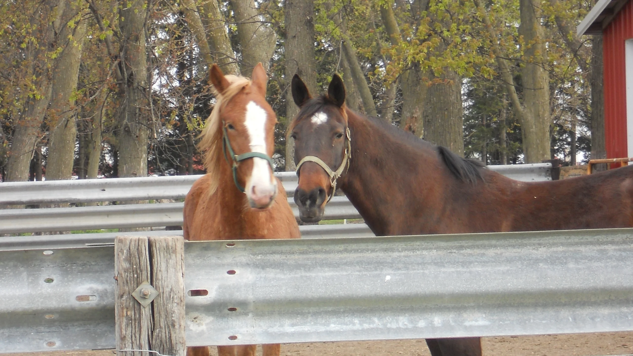 Horse Haiku