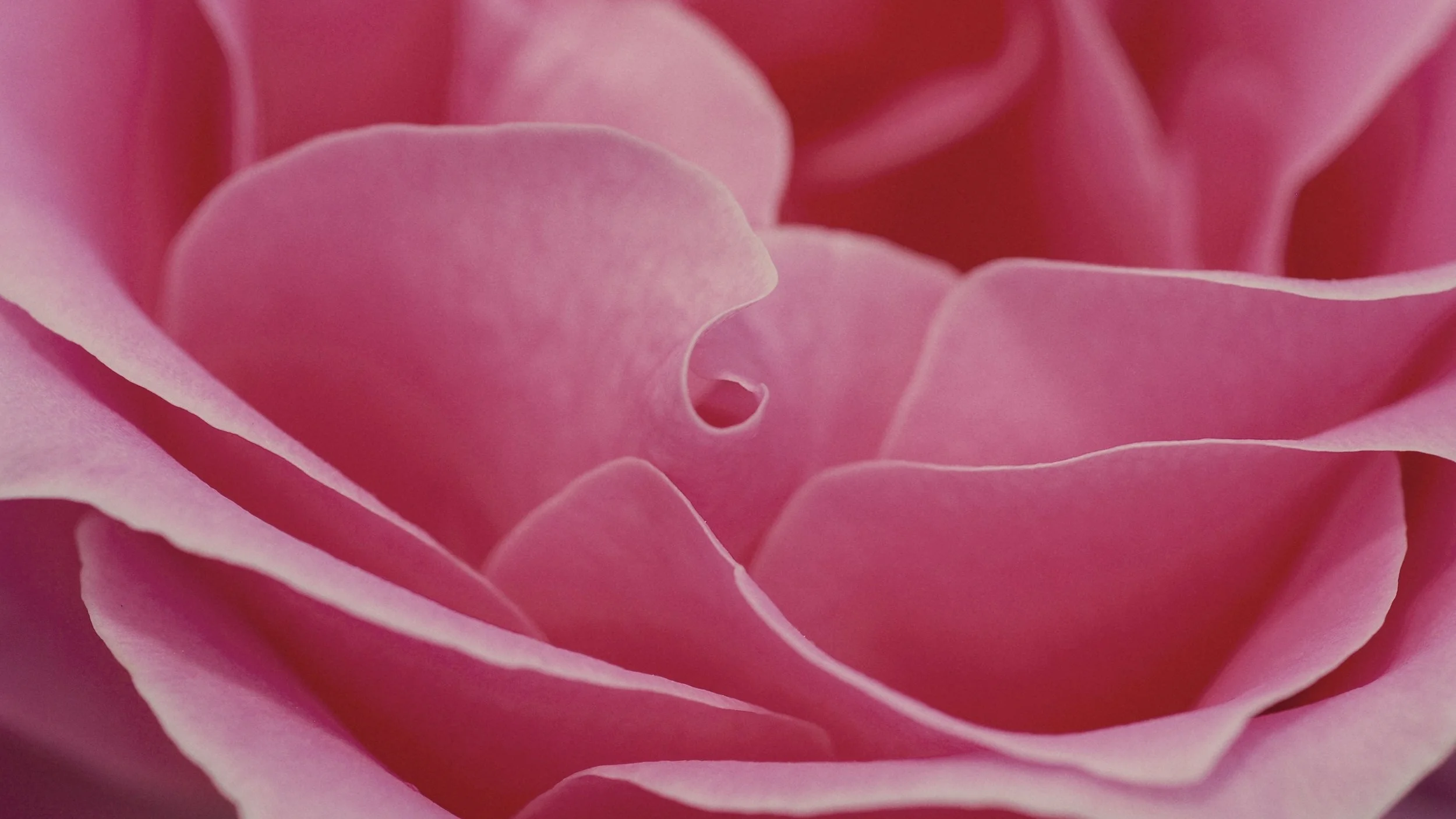 Embracing Pink?