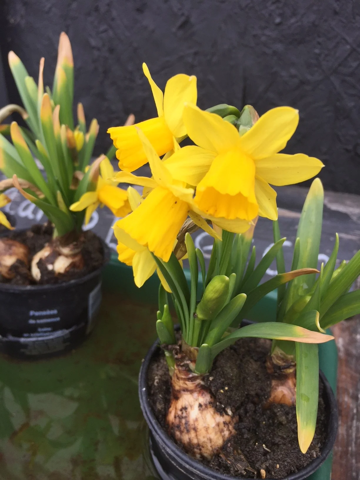 English Daffodils