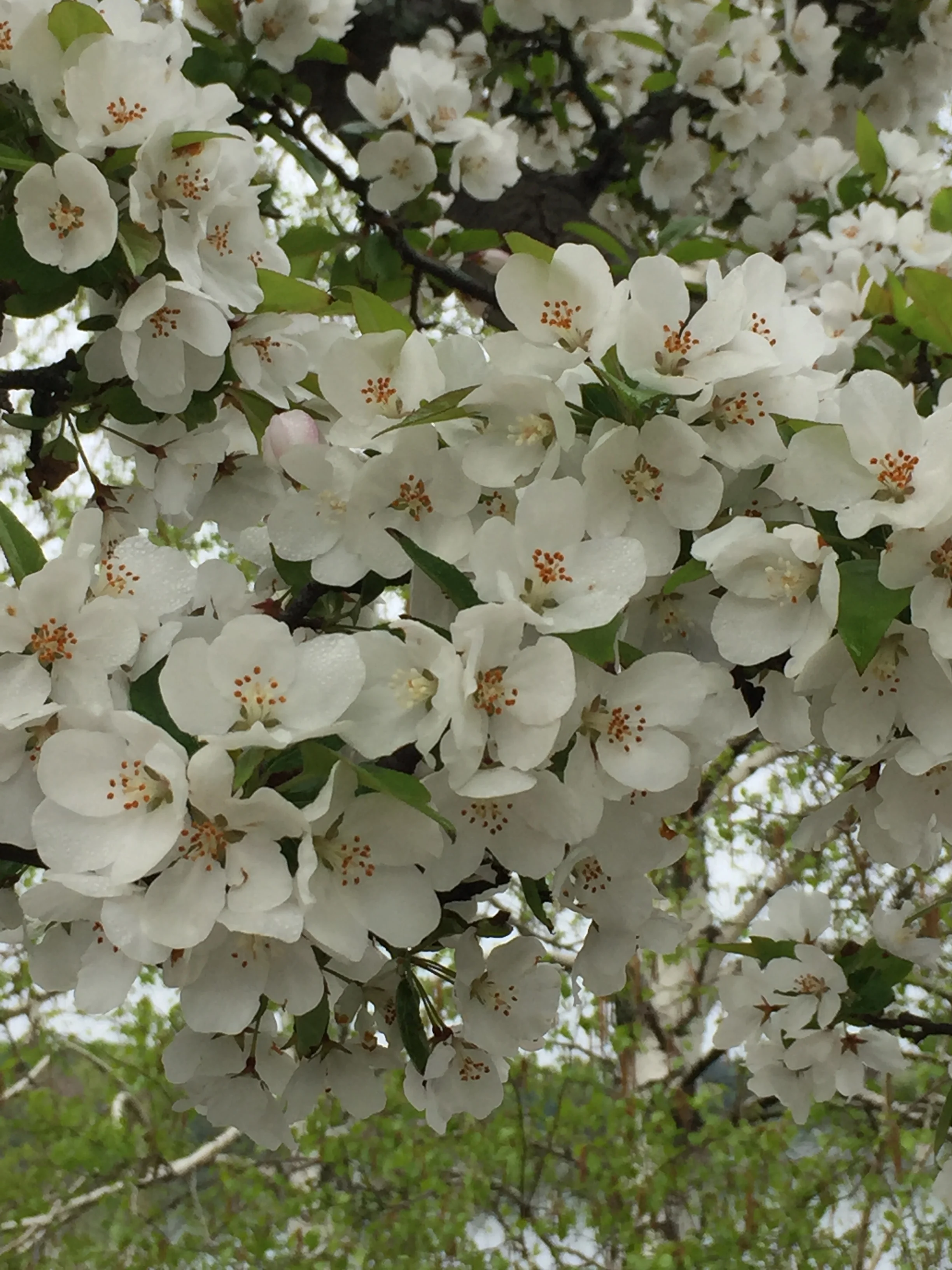 Compact, Chaotic Contemplations