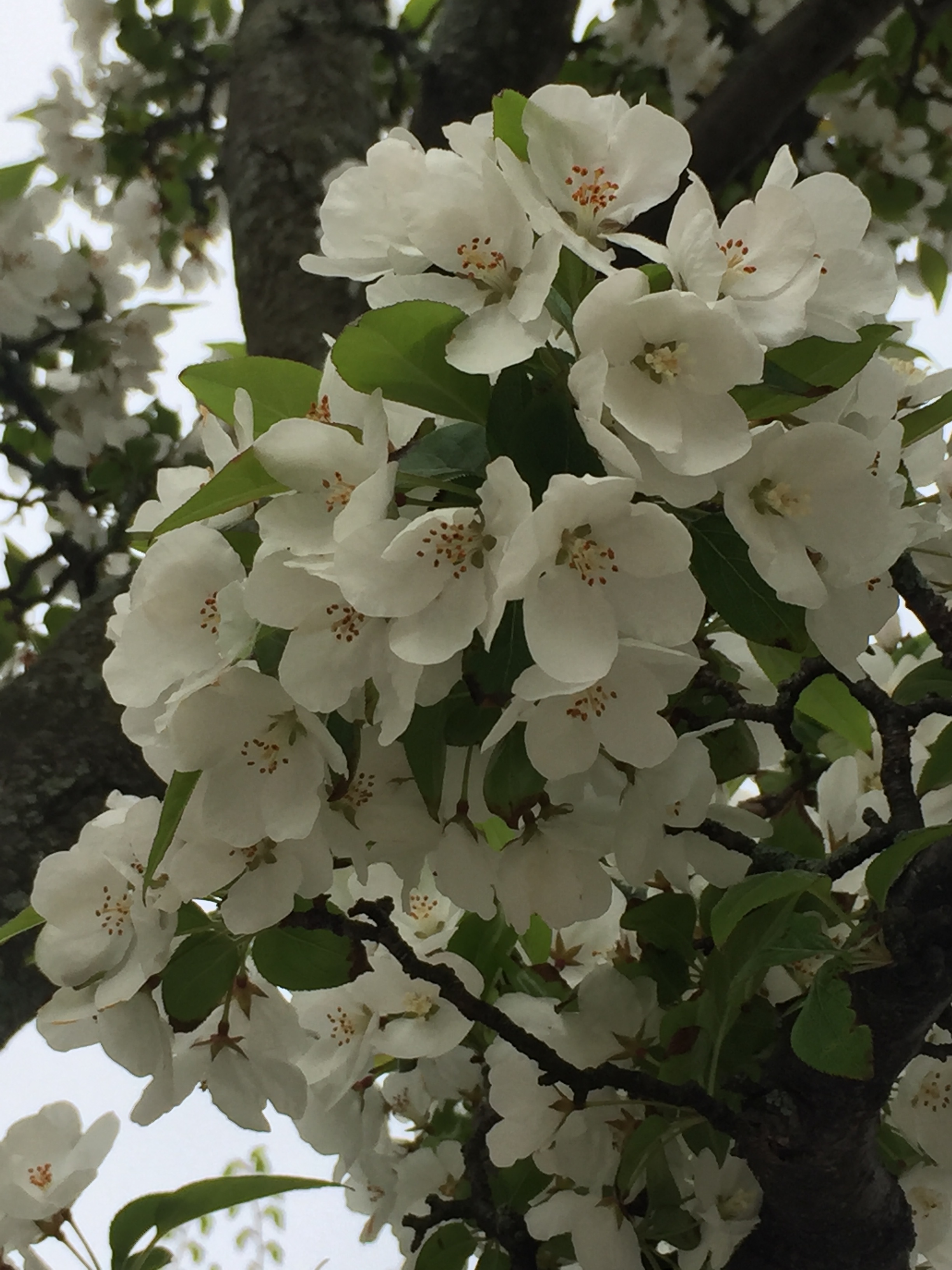 spring_flower_1.jpeg