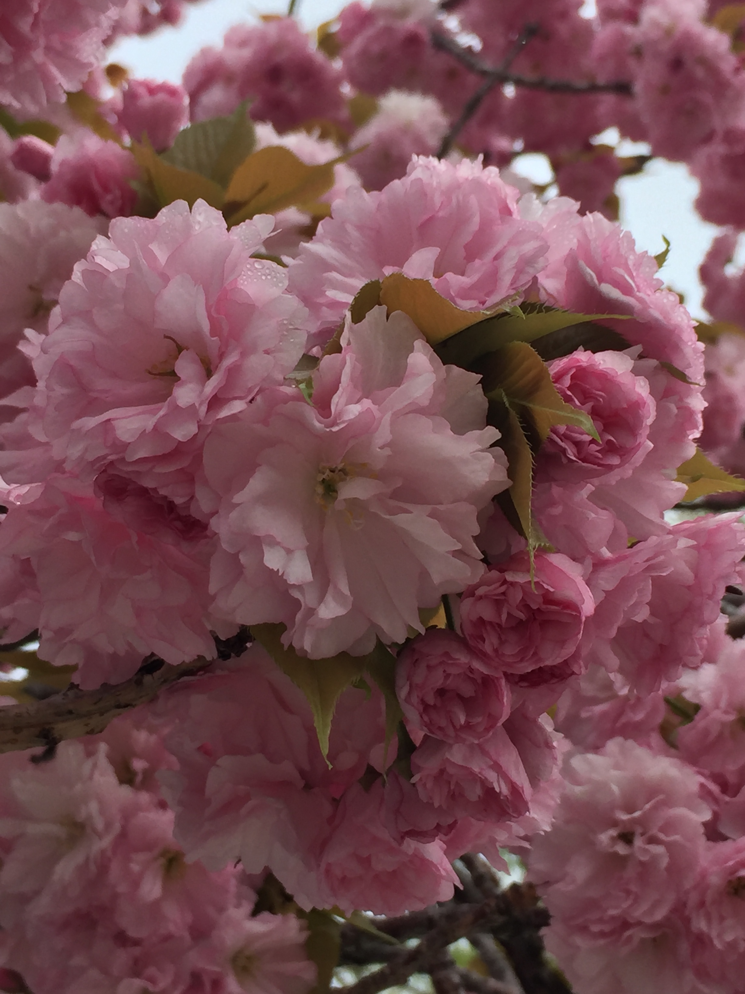 spring_flower_2.jpeg