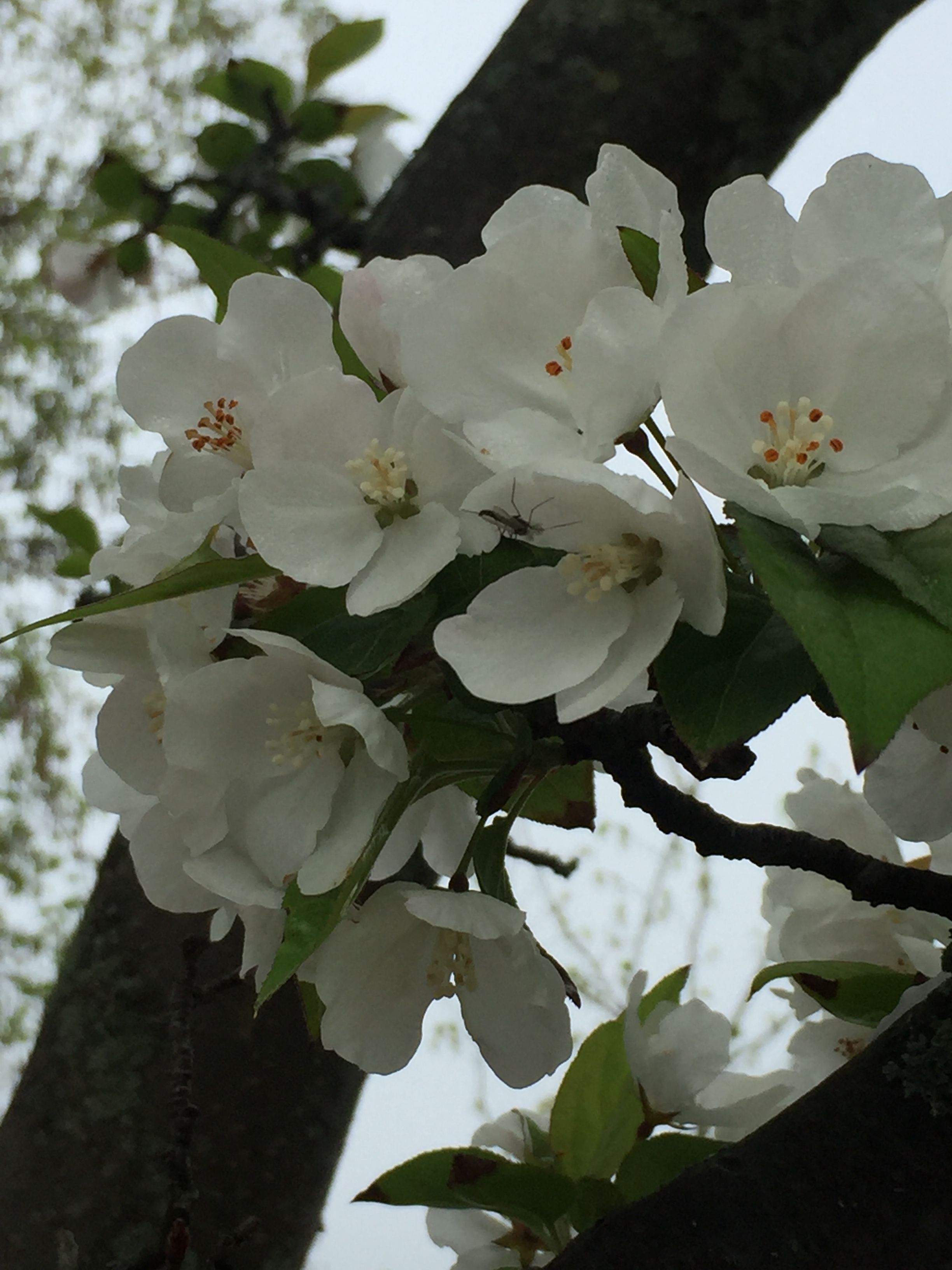 spring_flower_3.jpeg
