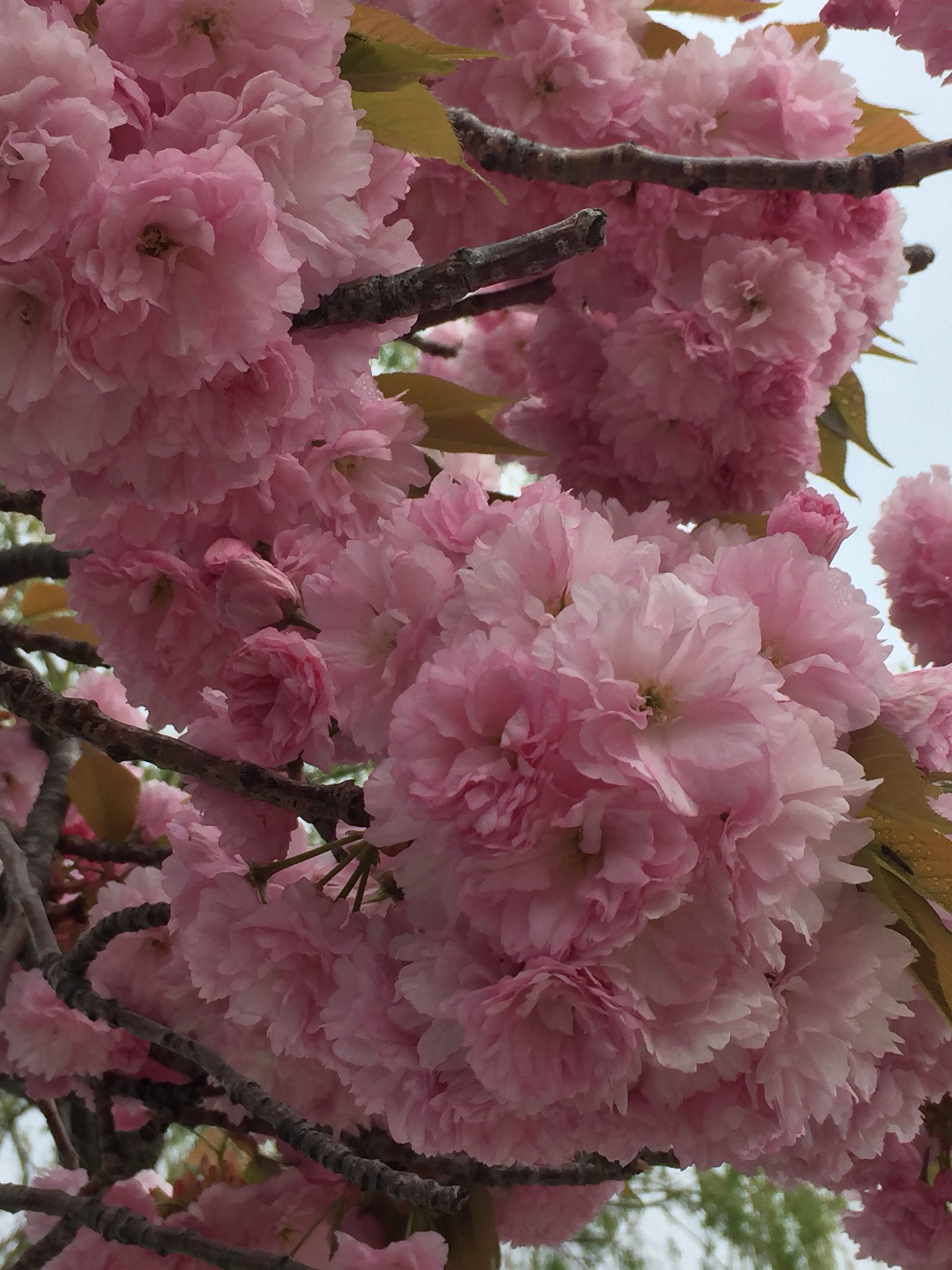 spring_flower_4.jpeg