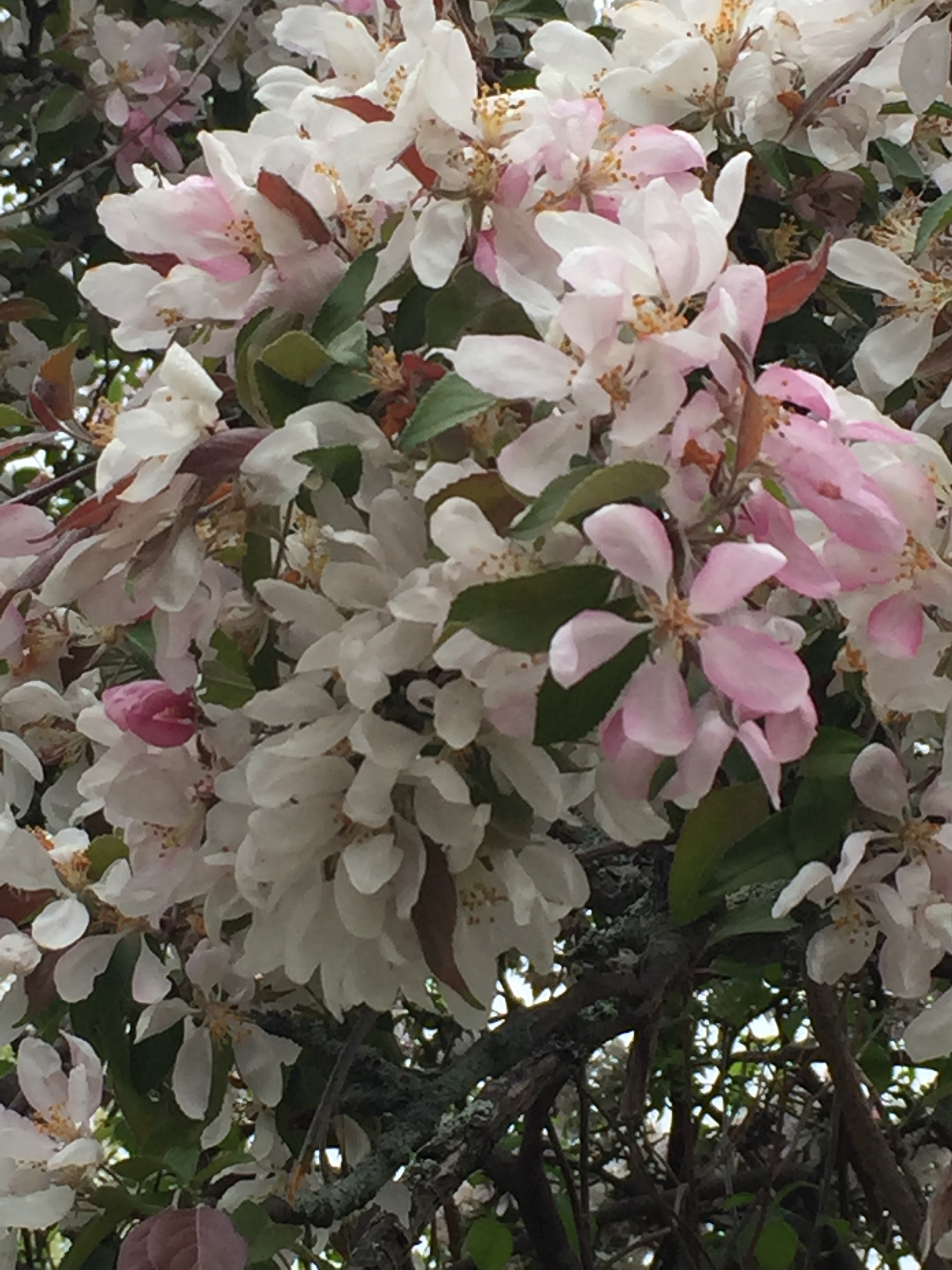 spring_flower_6.jpeg