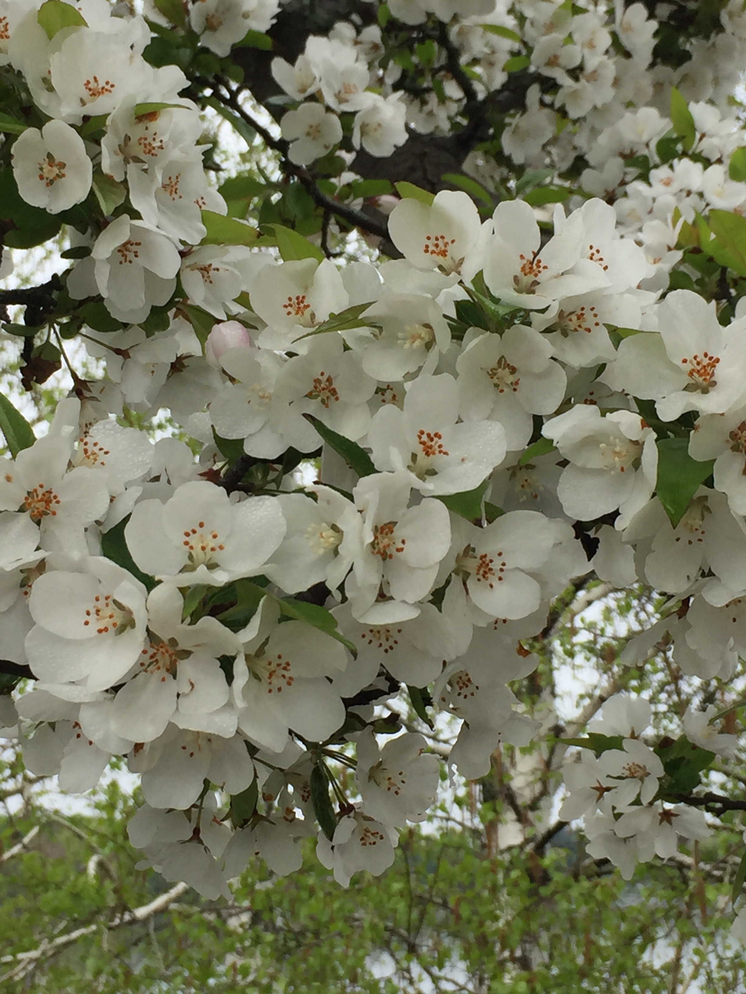 spring_flower_5.jpeg