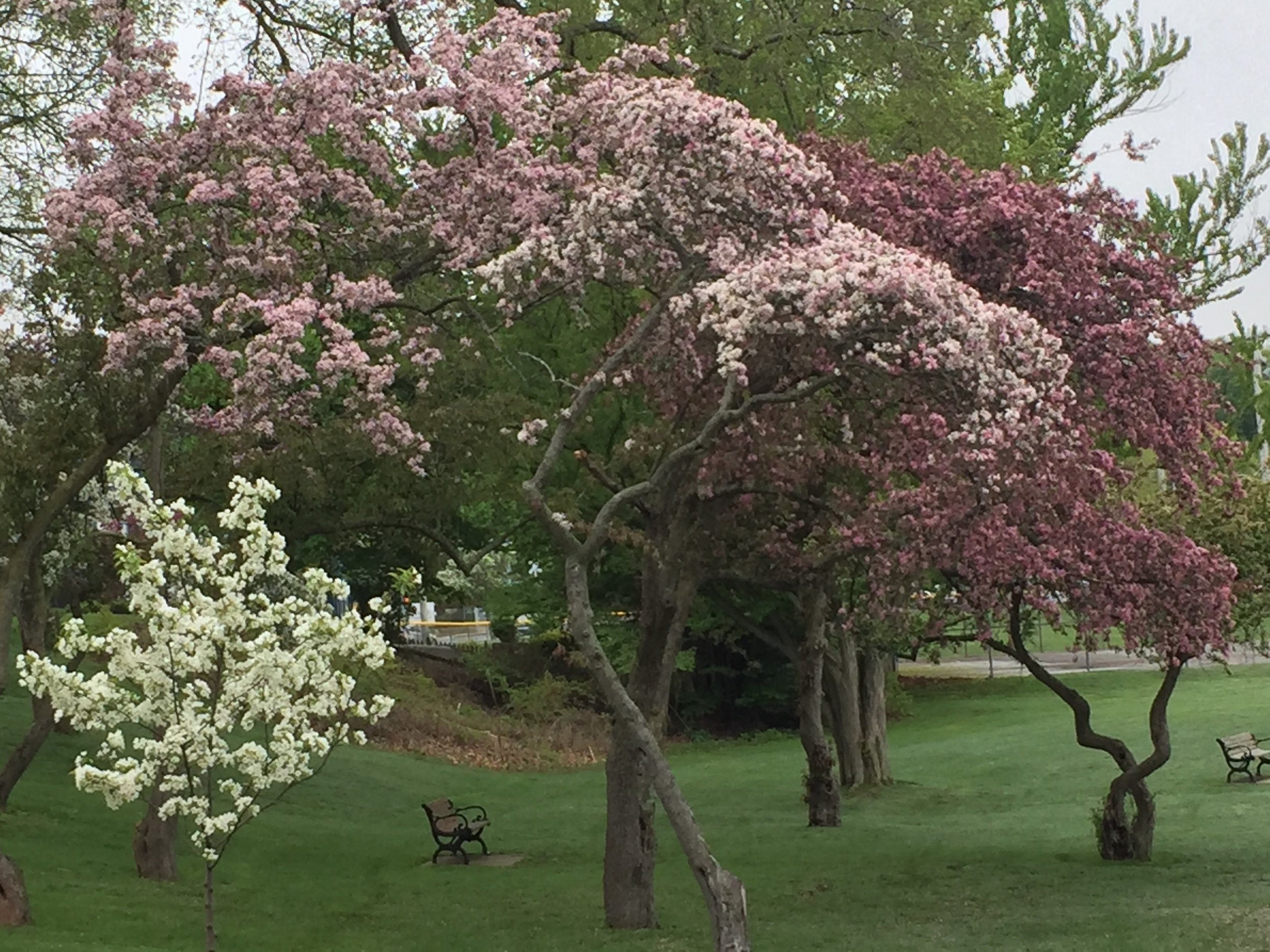 spring_flower_7.jpeg