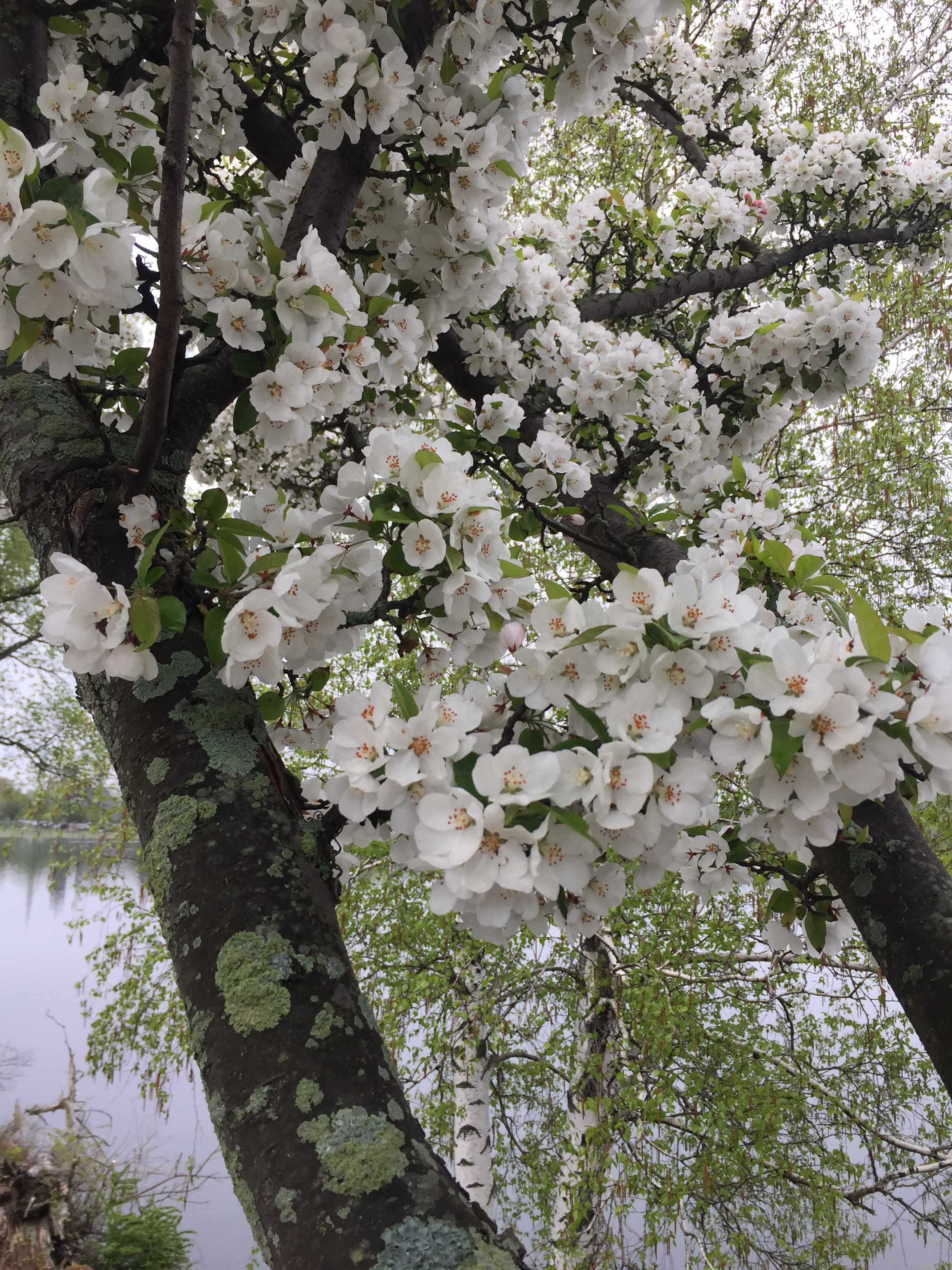 spring_flower_8.jpeg