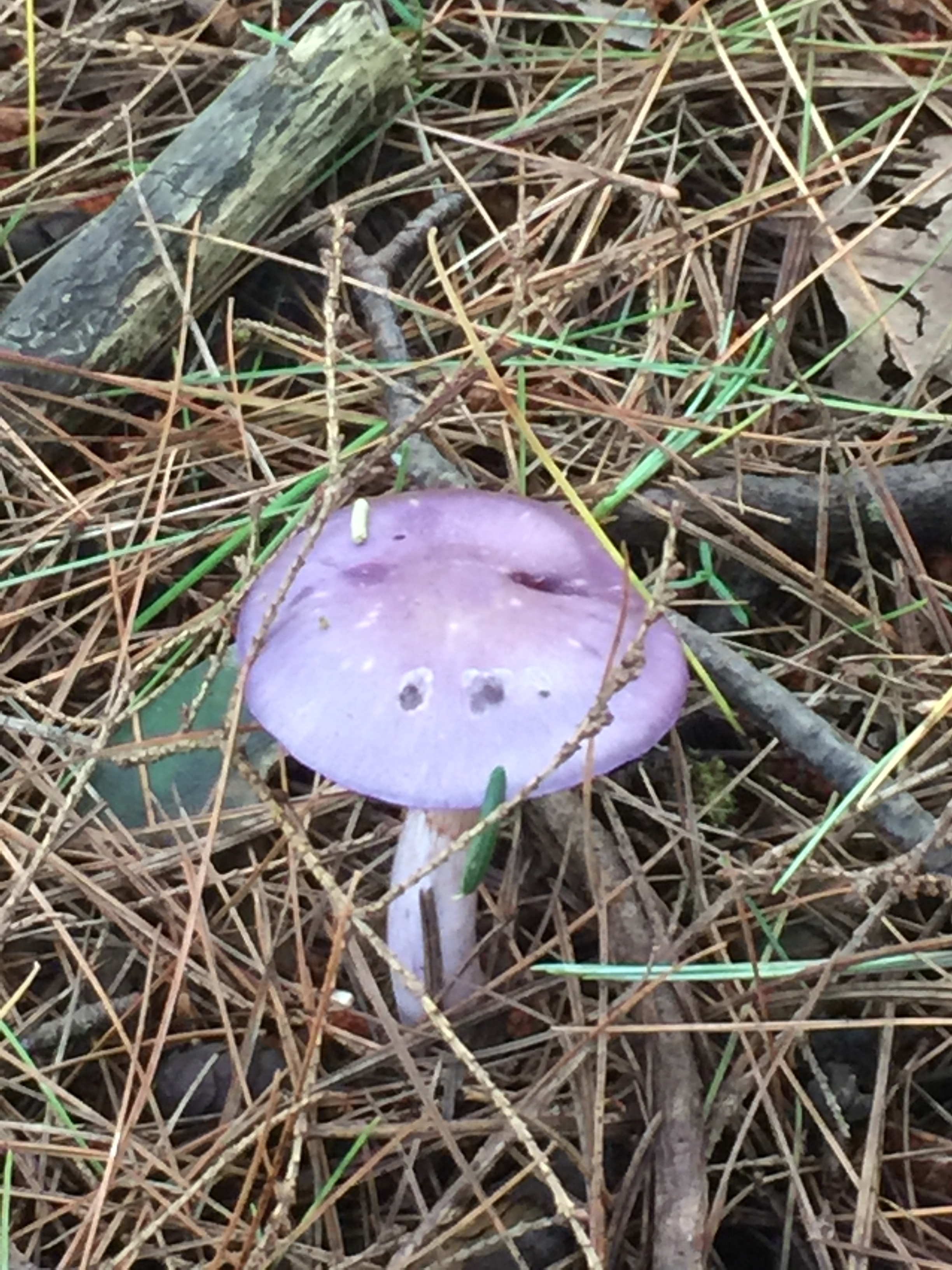 single purple.jpeg