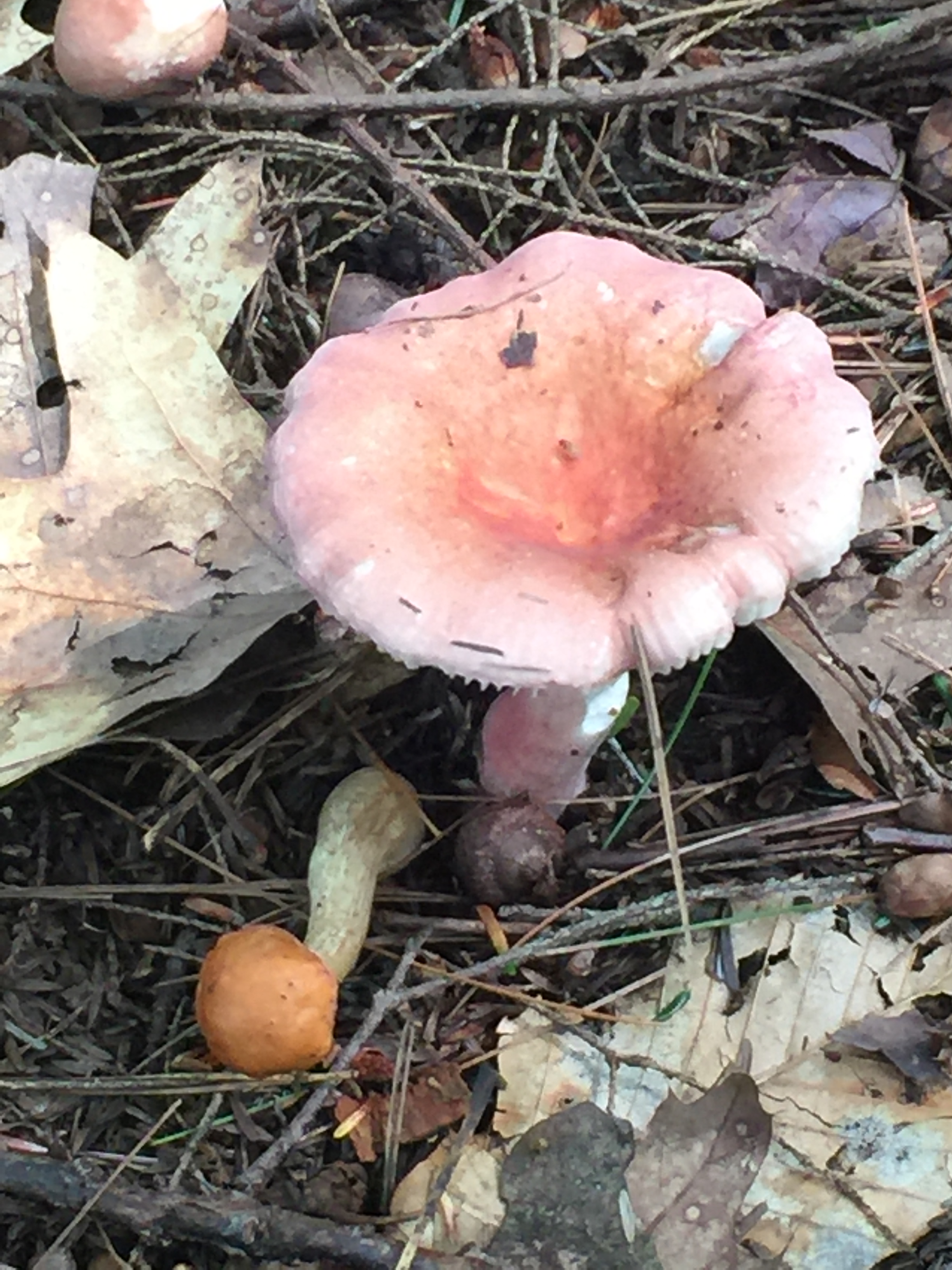 pink flower shape.jpeg