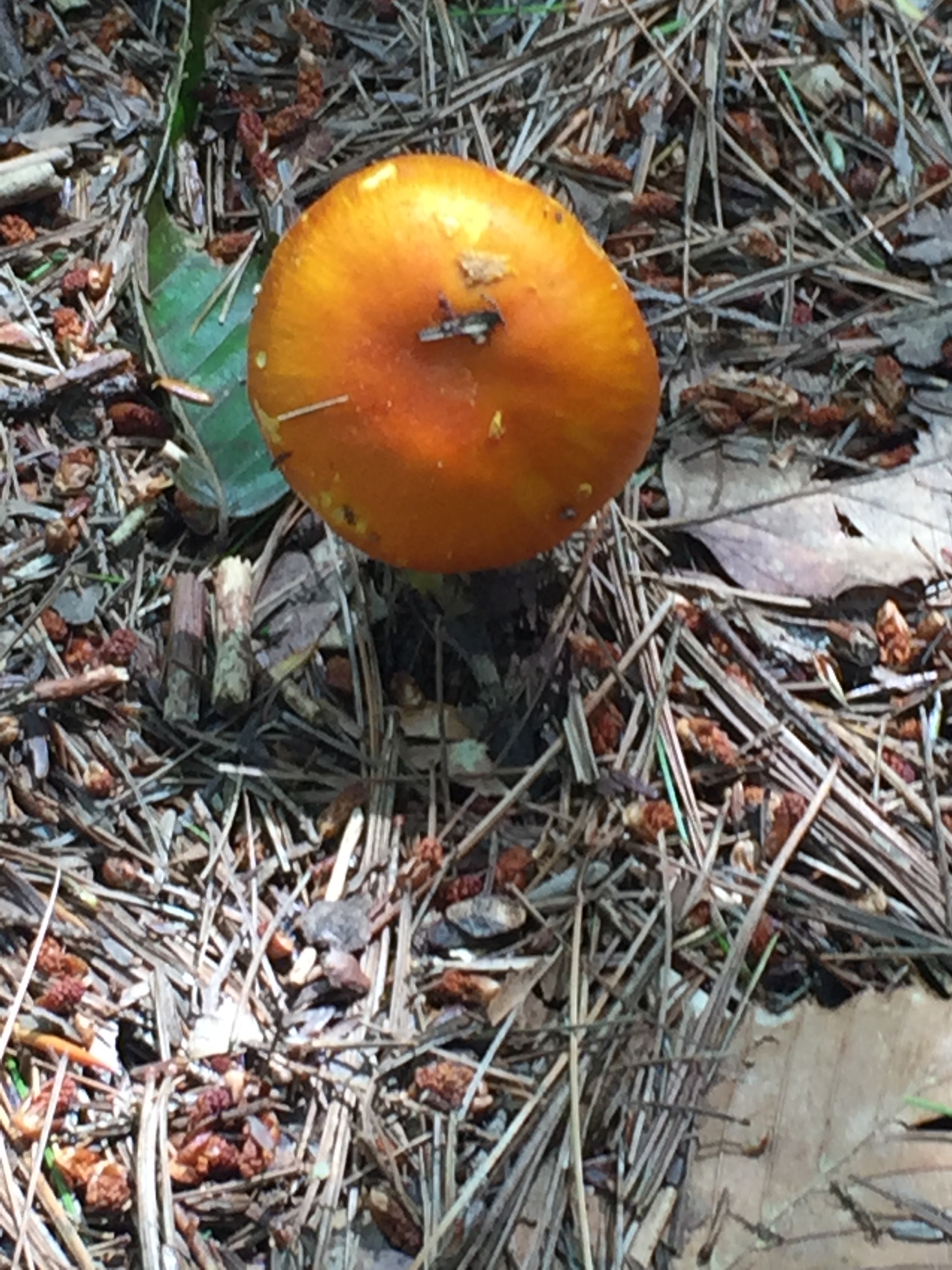 pumpkin.jpeg