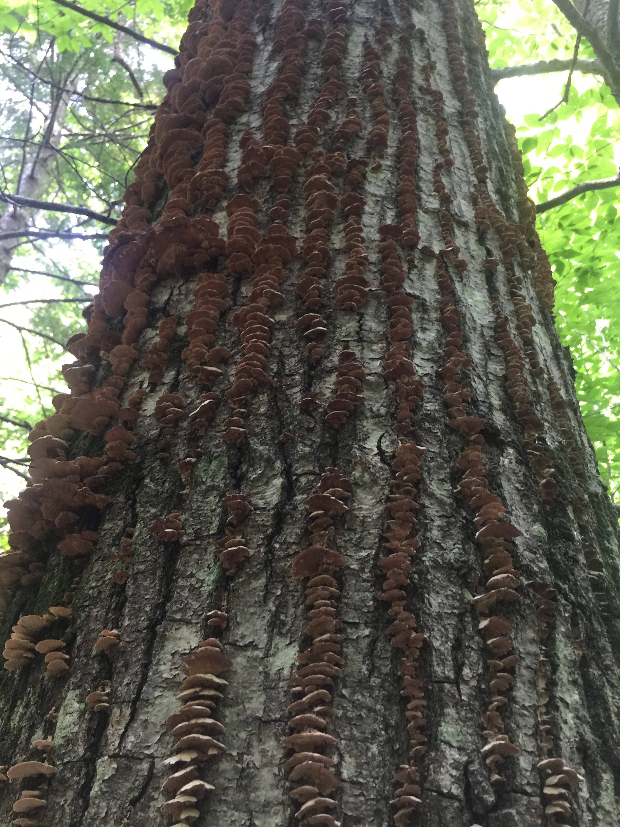 tree mushrooms.jpeg