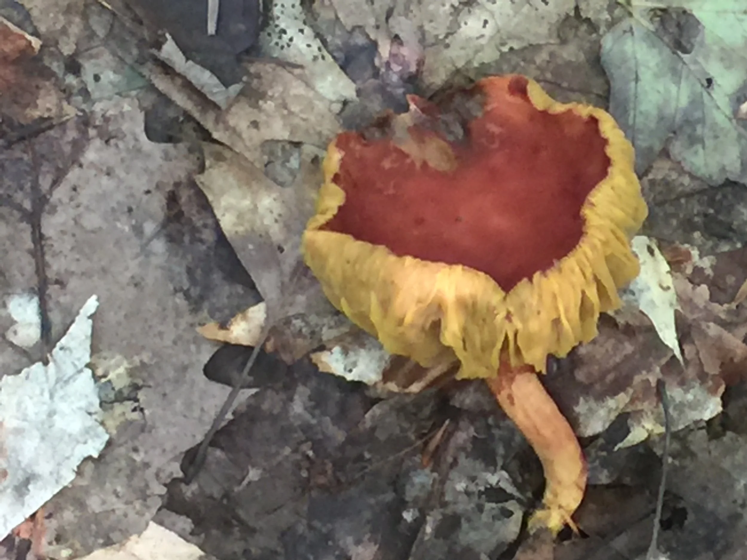 red gold gills.jpeg