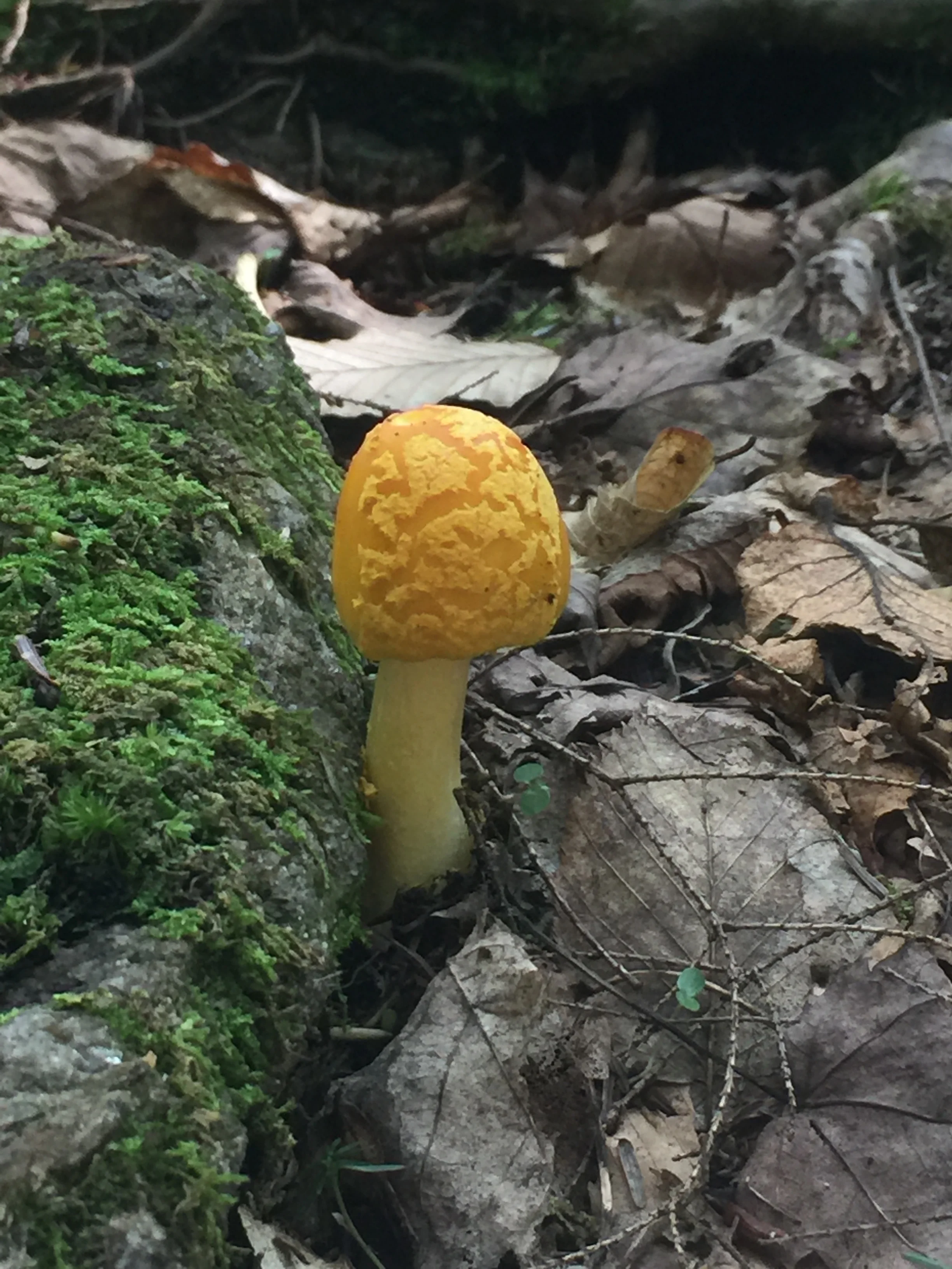 picture perfect yellow.jpeg