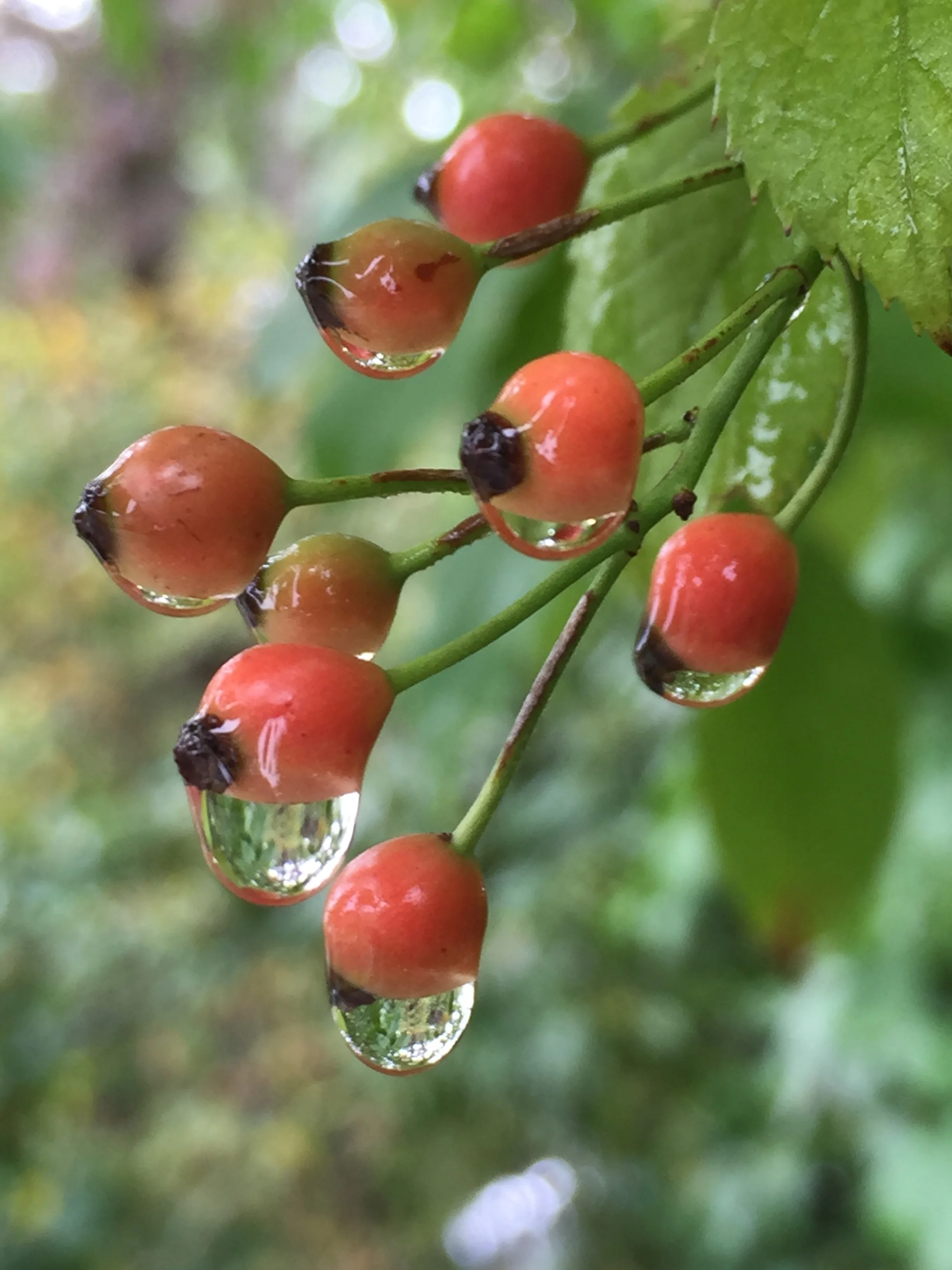 Stopping to See the Berries