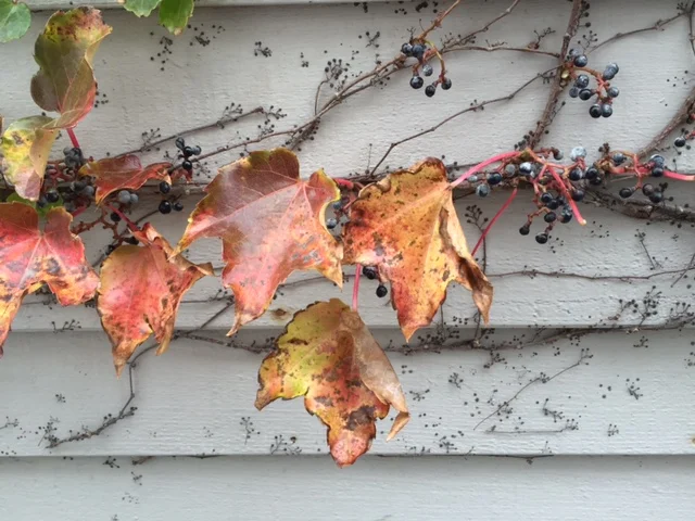 Nearly All Go for Fall