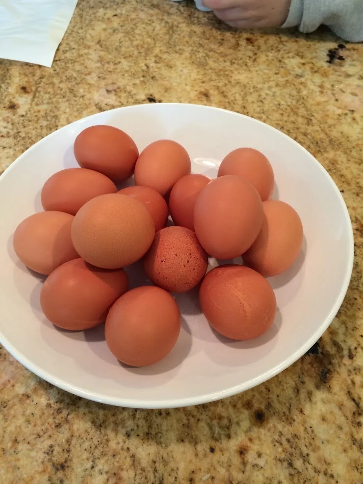Grandma Bauer's Homemade Noodles