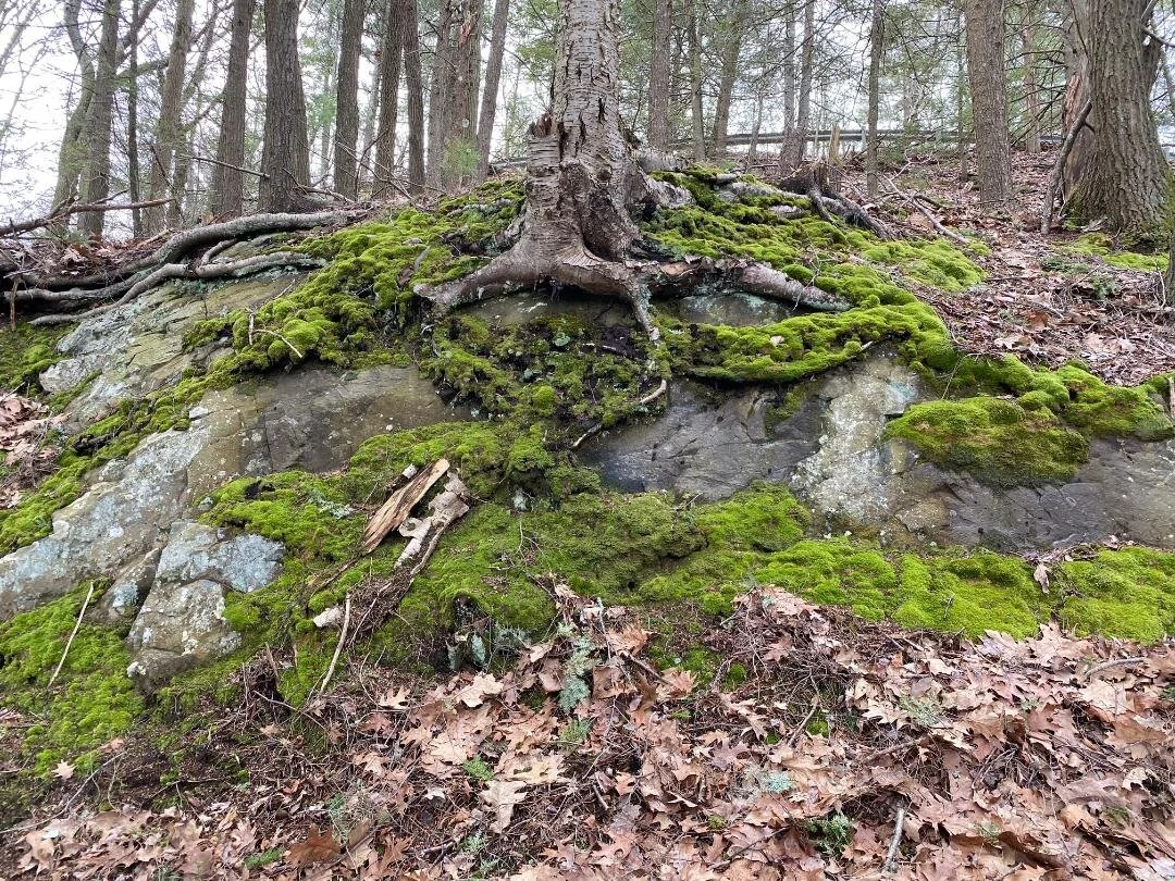 Roots and Rocks