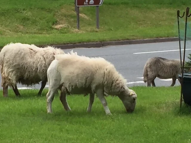 Thoughts about Reading Books