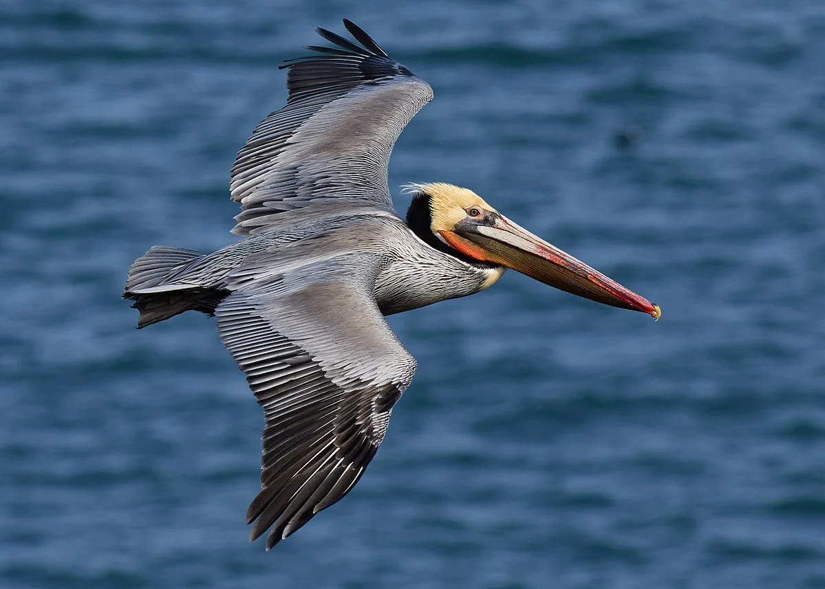 The Pelican Floor