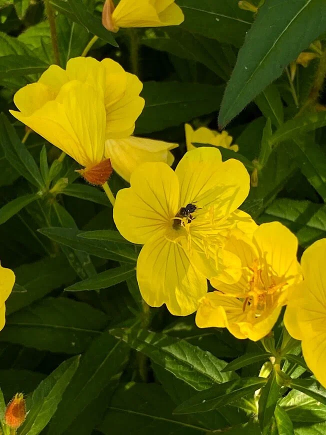 bee in buttercup.jpg