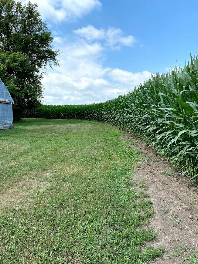 curve in the cornfield behind the barn.jpg