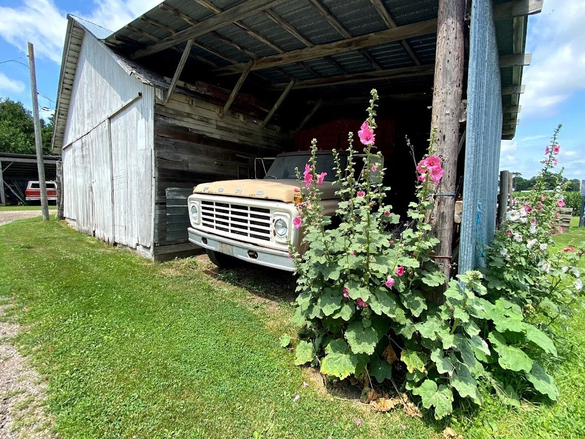 Hollyhocks and the Ford Truck