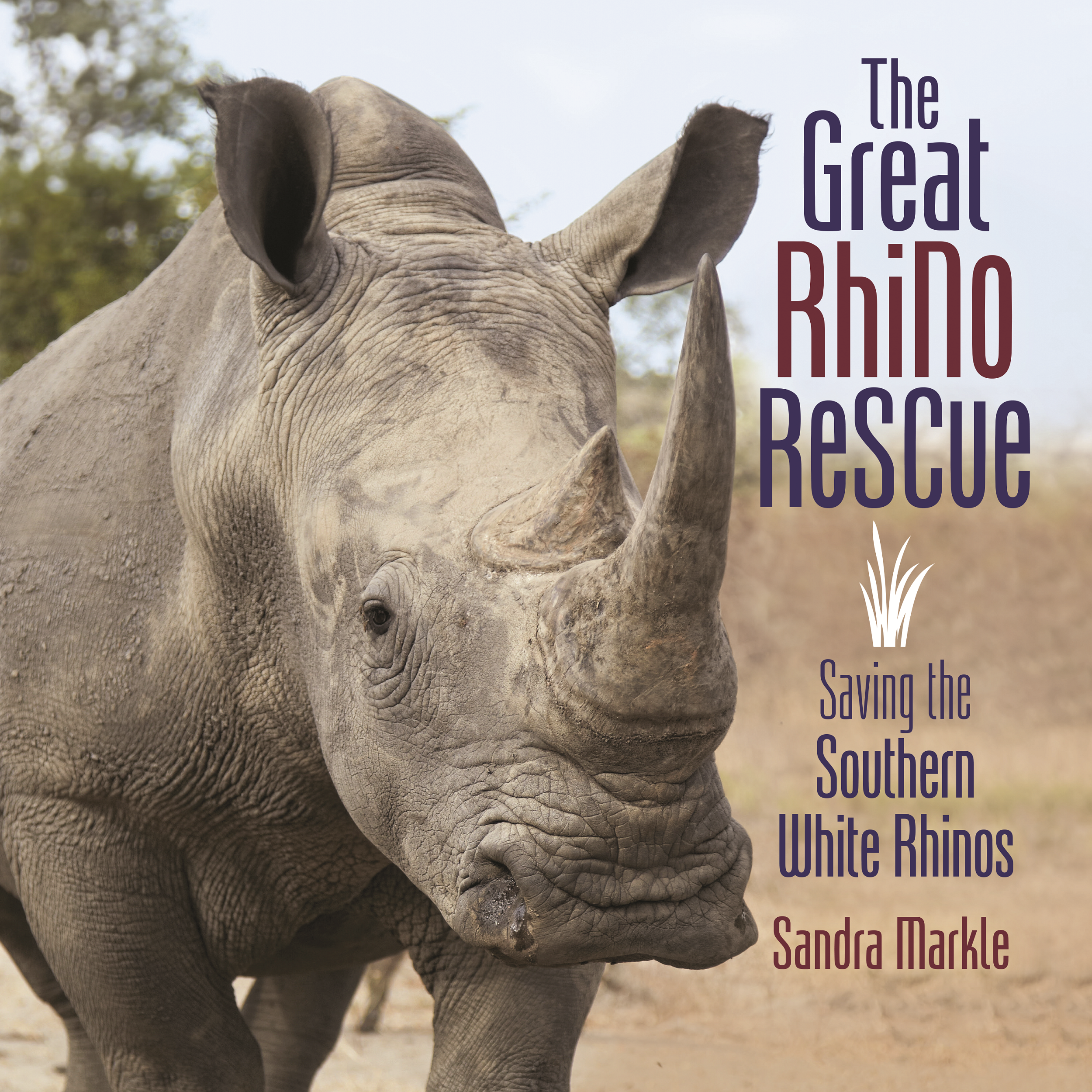 Great Rhino.png