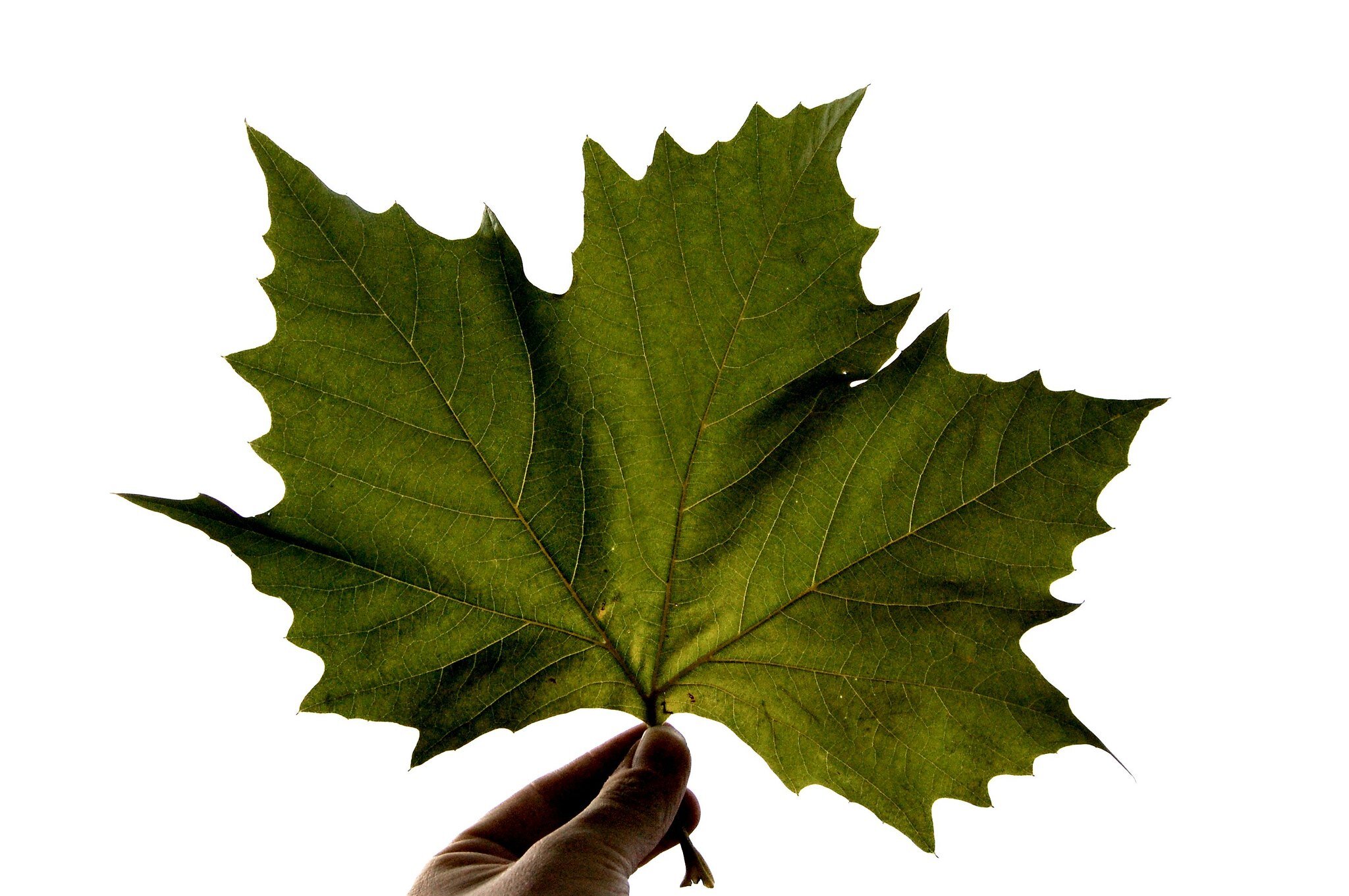 Photograph a Leaf (Copy)