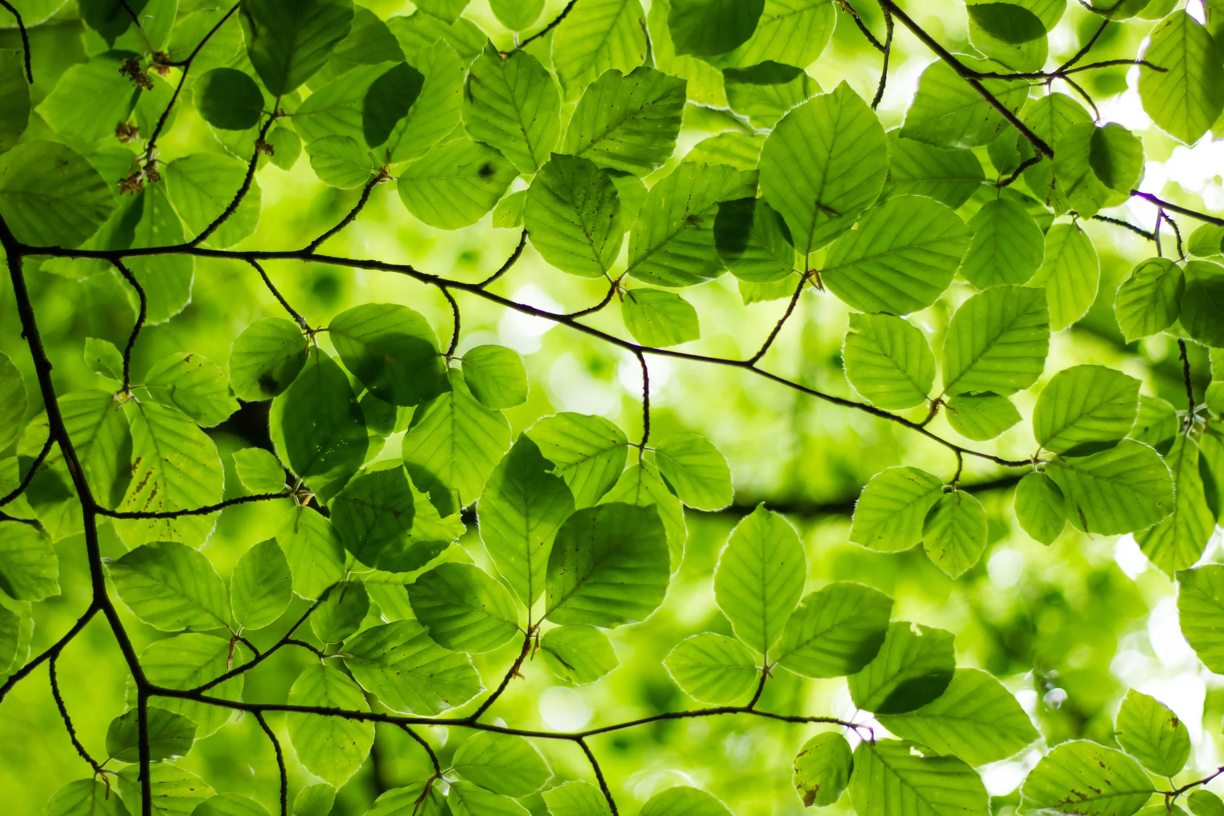 Leaf Walkabout!