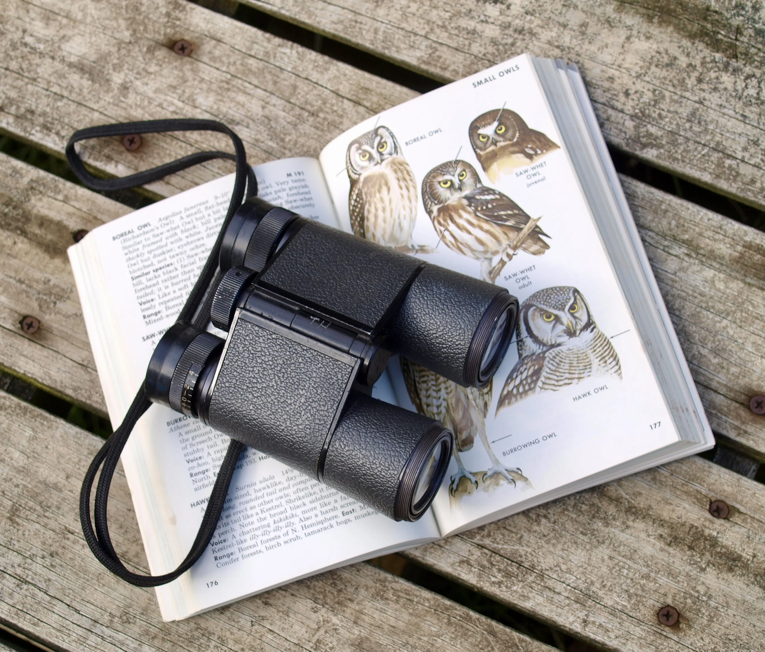 Birding from Home!