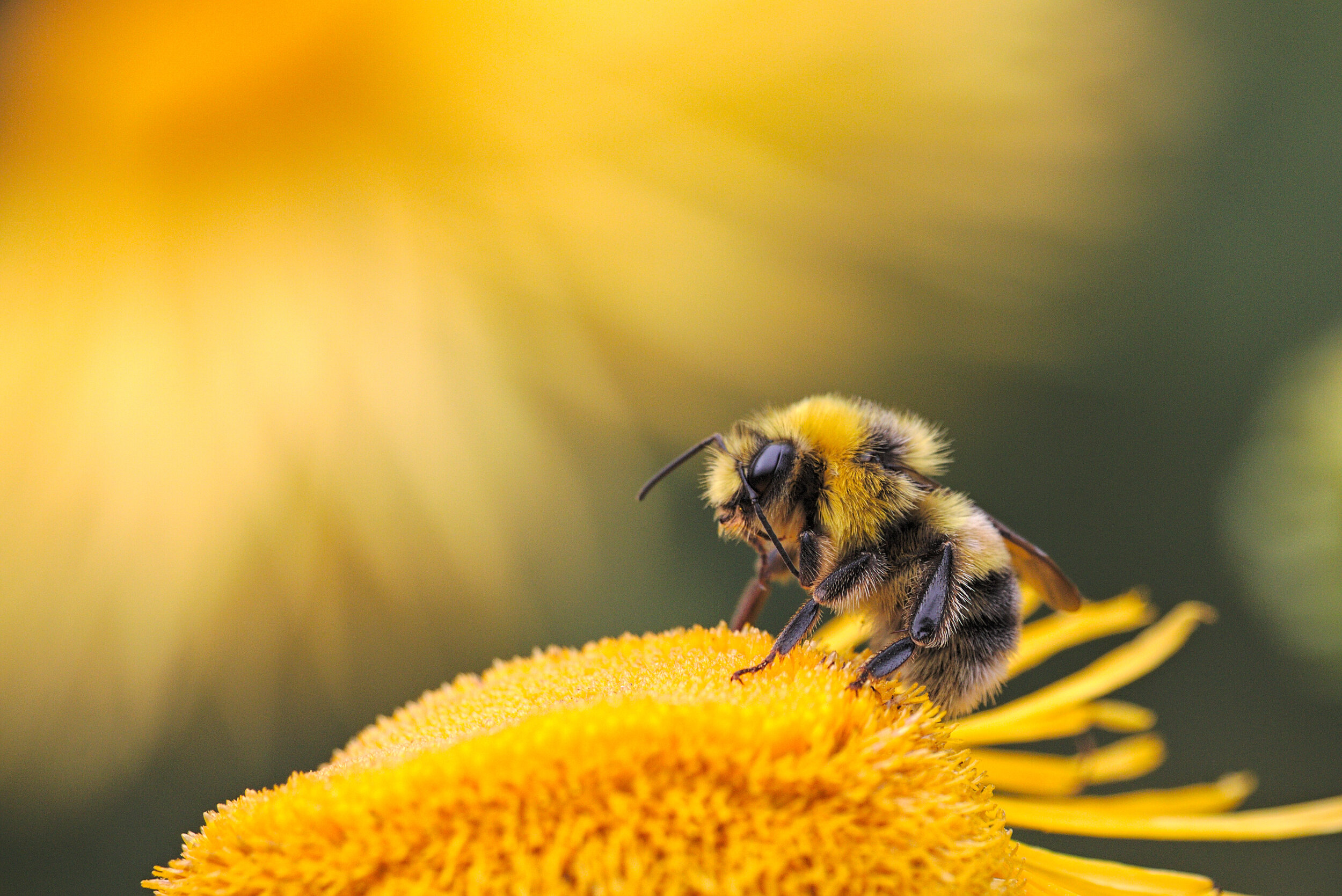 Honeybee perching